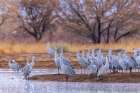 USA, New Mexico, Ladd S. Gordon Waterfowl Complex. Sandhill crane flock and water. Art Print
